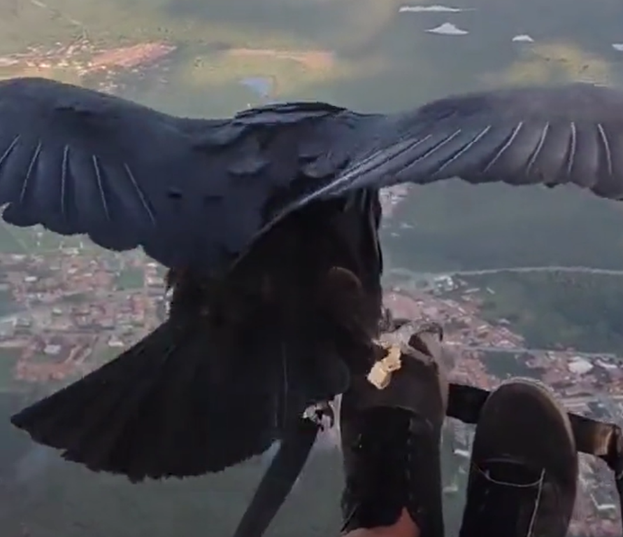 EAGLE DROPS IN FOR A SHOE SNACK