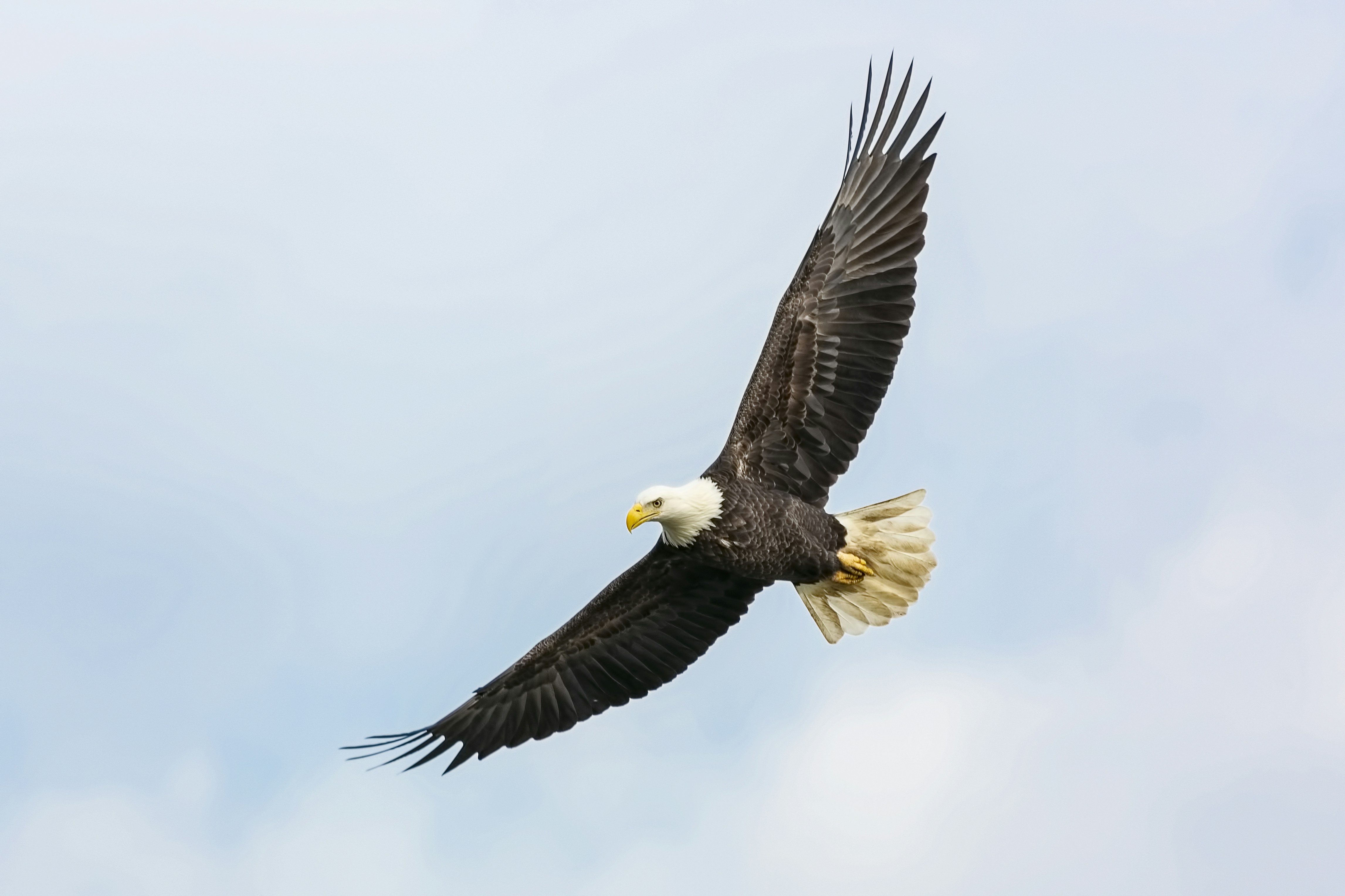 American Eagle