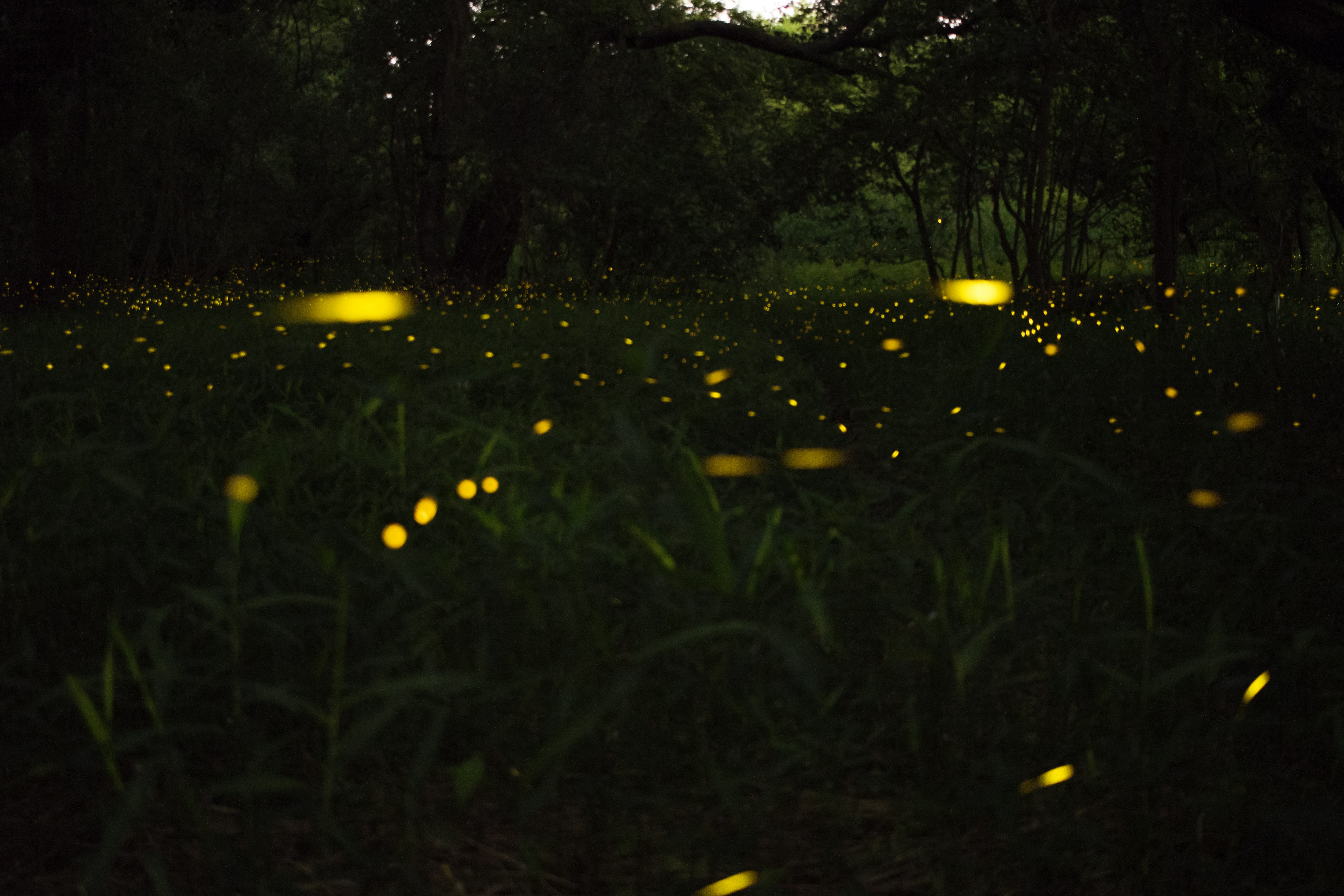 Firefly