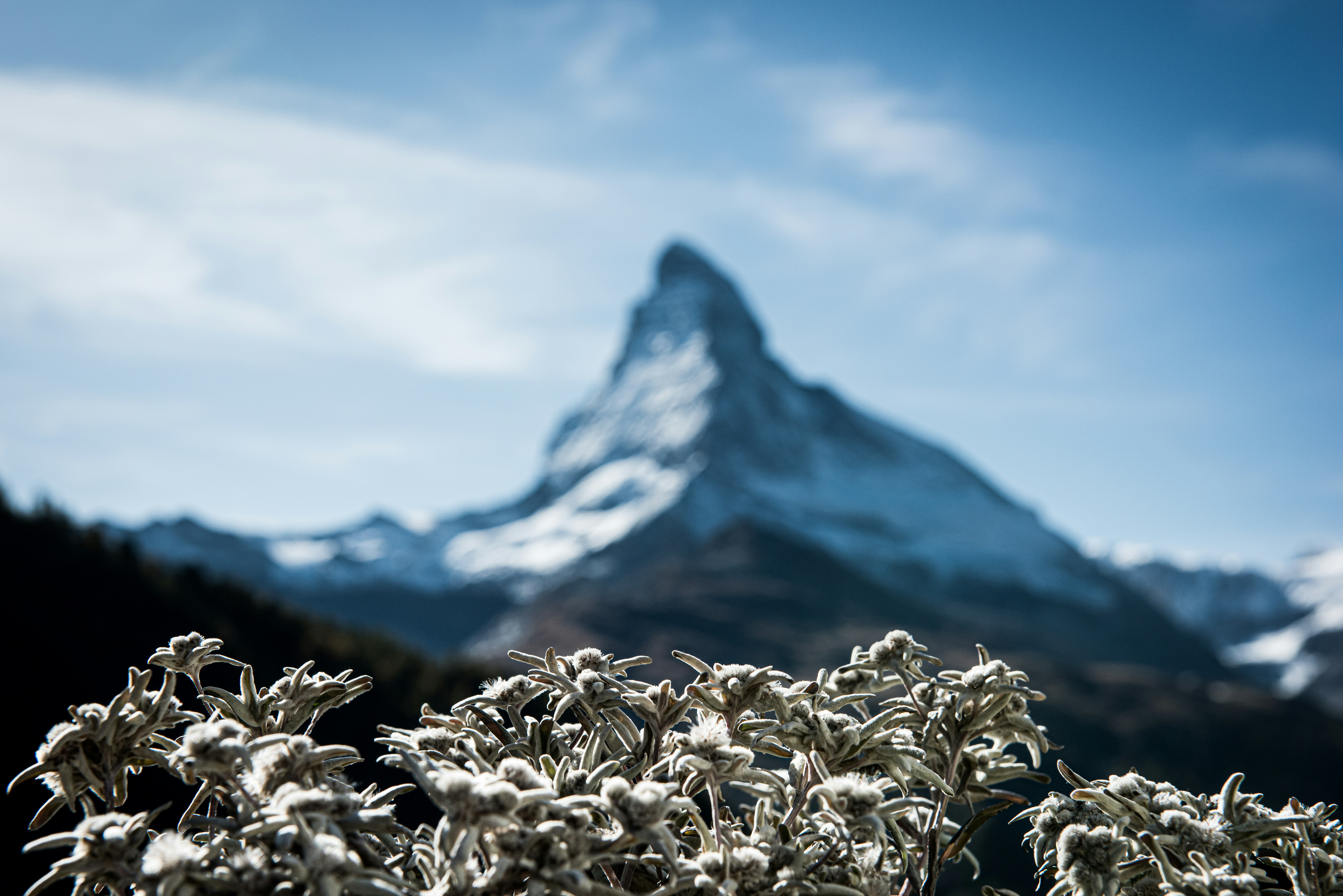 Edelweiss